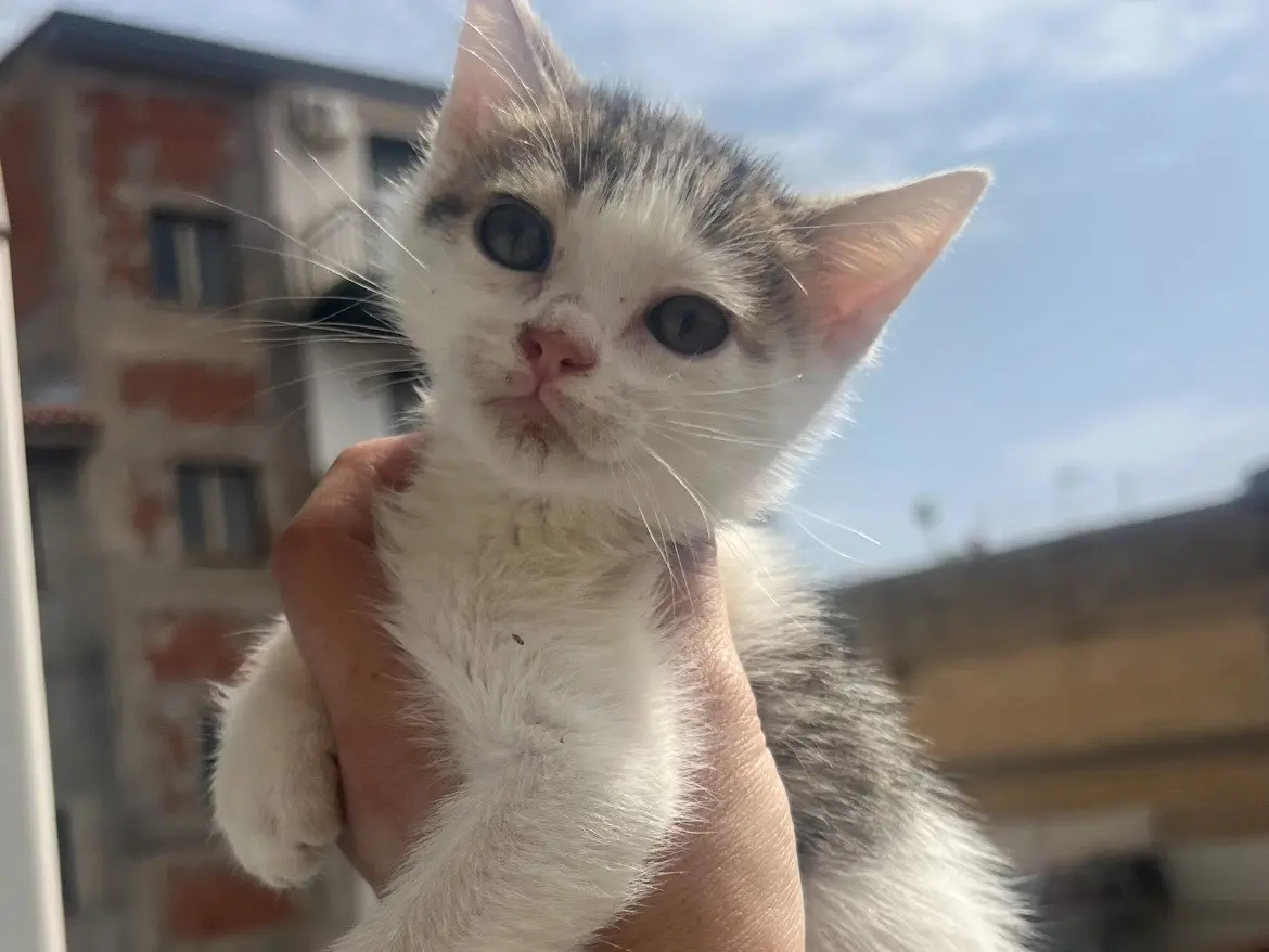 Adotta un gatto, taglia non valida, maschio, Catania