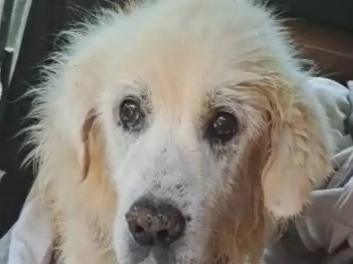 Adozione cane, maschio, Pastore maremmano Razza sconosciuta, 11 anni, taglia grande, Cosenza