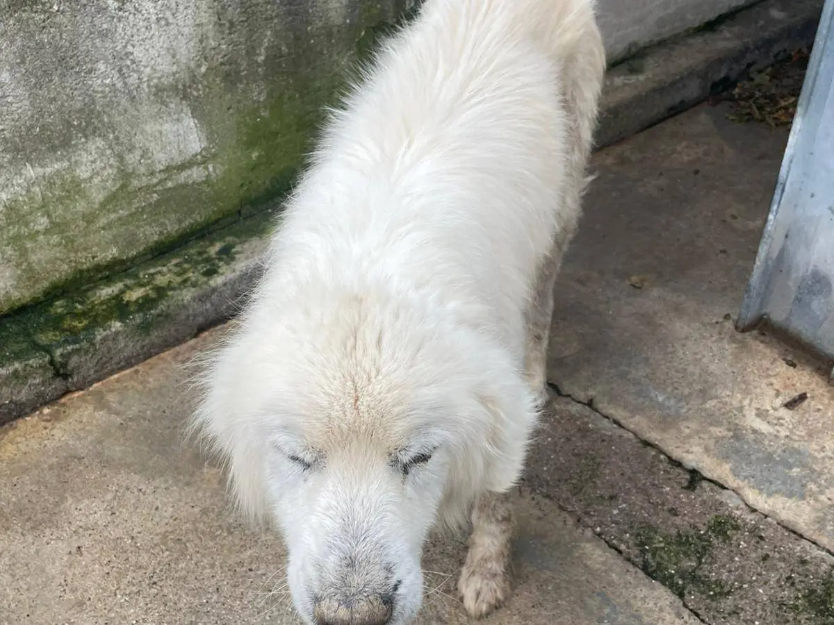 Adotta un cane, maschio, 11 anni, Cosenza