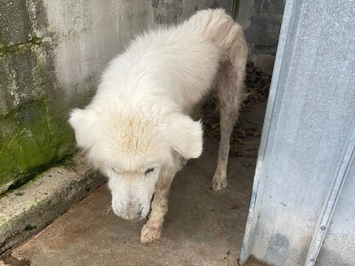 Adotta un cane, taglia grande, maschio, Cosenza