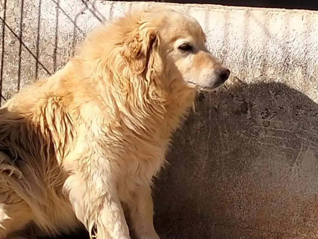 Adotta un cane, maschio, 12 anni e 4 mesi, Bari