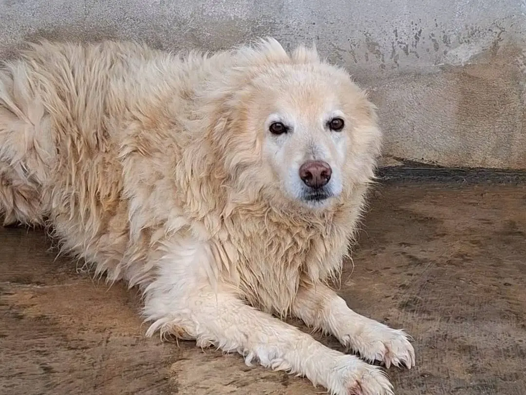 Adotta il cane Alex a Bari