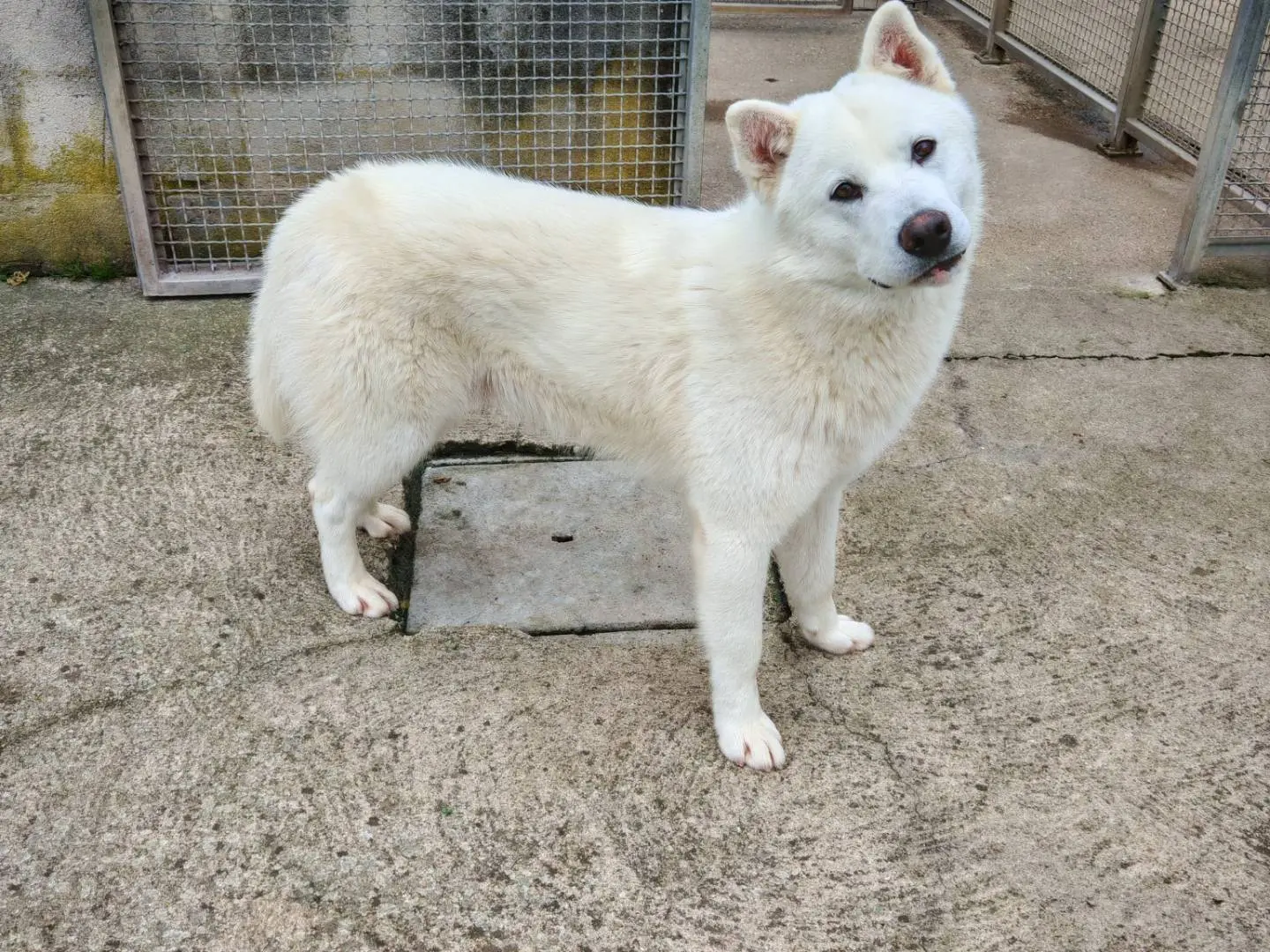 Adozione cane, maschio, Siberian Husky Razza sconosciuta, 1 anno e 4 mesi, taglia media, Benevento
