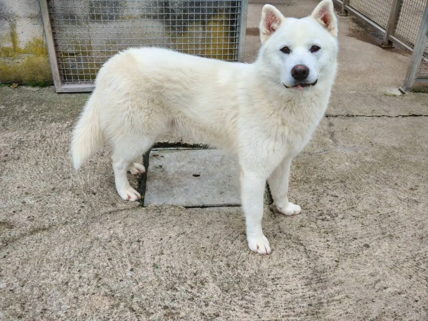 Adotta un cane, taglia media, maschio, Benevento