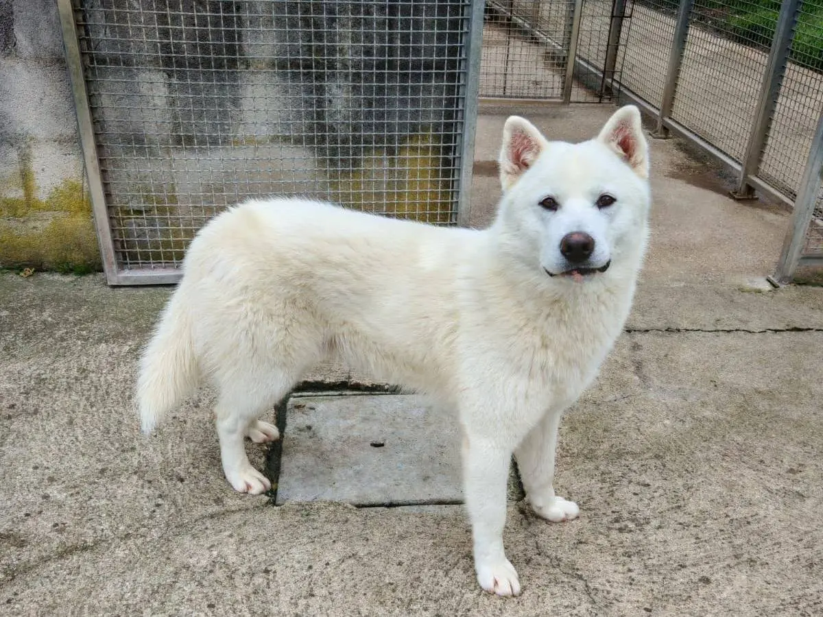 Vuoi adottare un cane a Benevento?