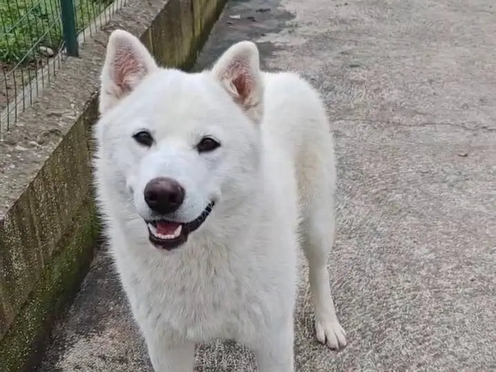Adotta un cane, maschio, 1 anno e 4 mesi, Benevento