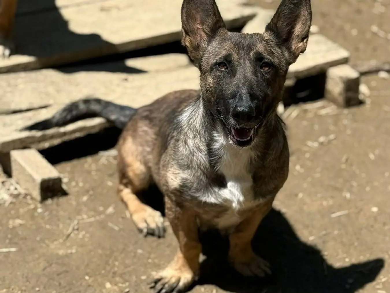 Adotta un cane, taglia media contenuta, femmina, Firenze