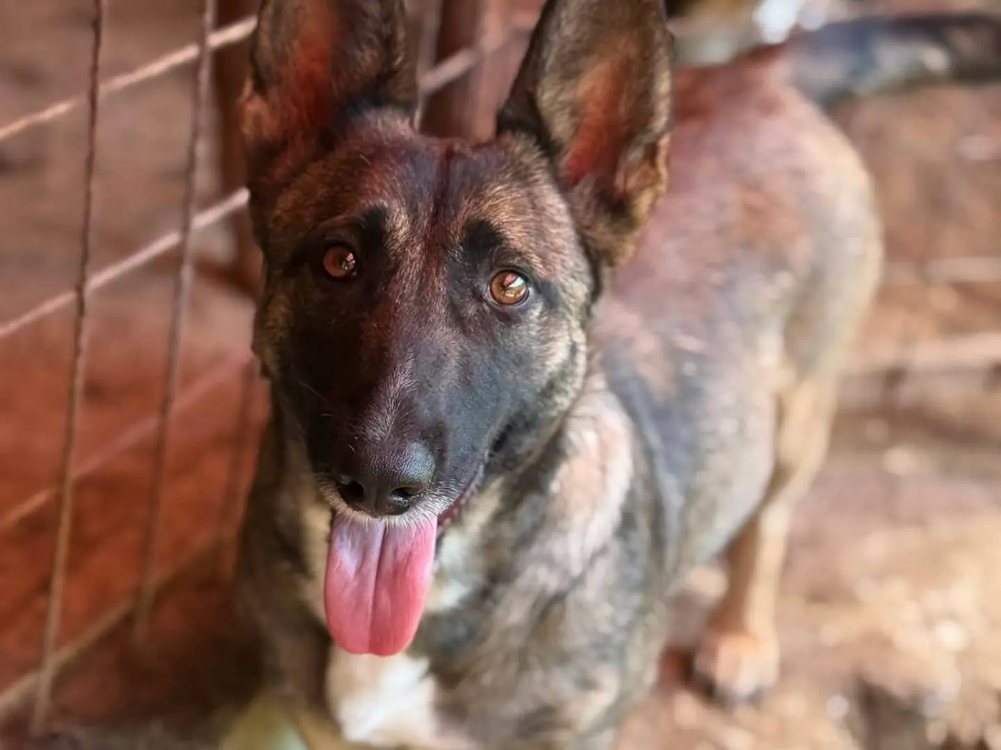 Vuoi adottare un cane a Firenze?