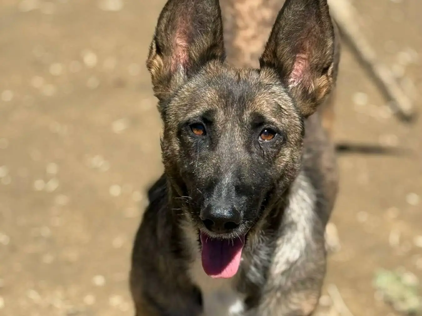 Adozione cane, femmina, Razza sconosciuta Razza sconosciuta, 2 anni e 2 mesi, taglia media contenuta, Firenze