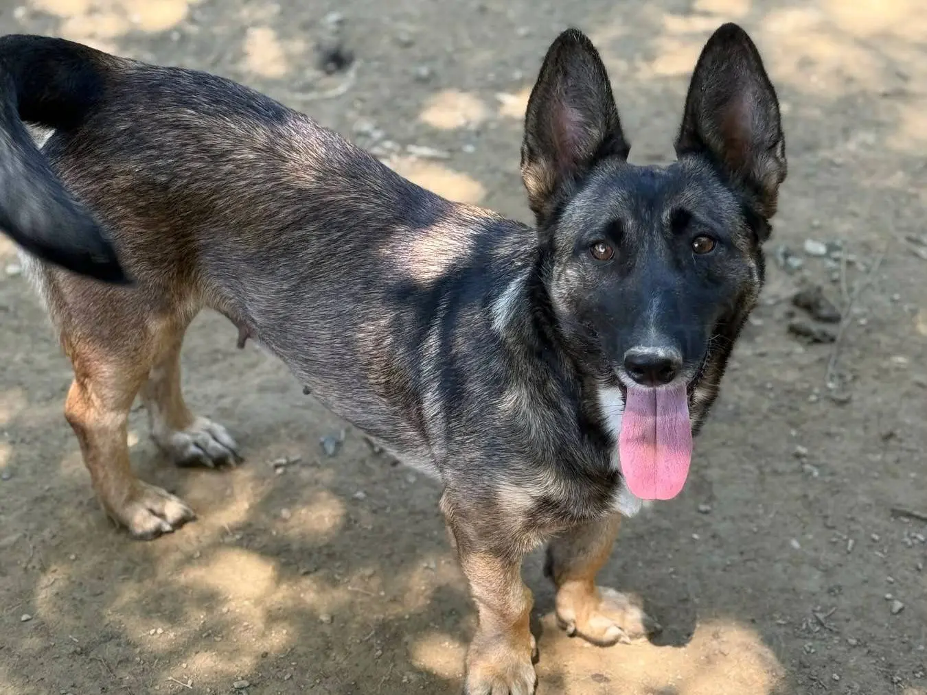 Adotta il cane EVA a Firenze