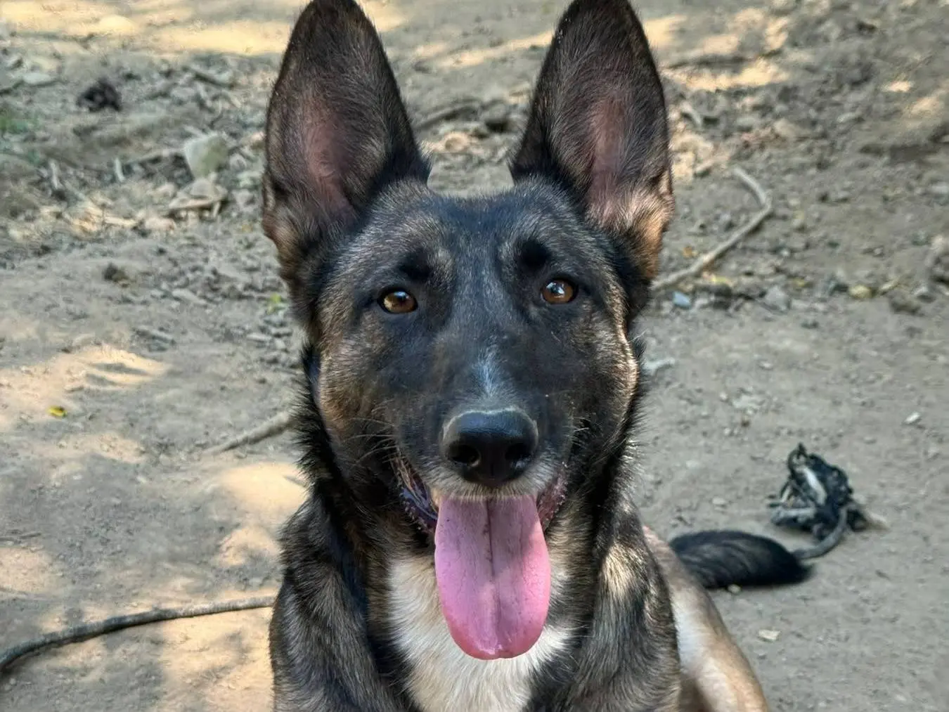 Adotta un cane, femmina, 2 anni e 2 mesi, Firenze
