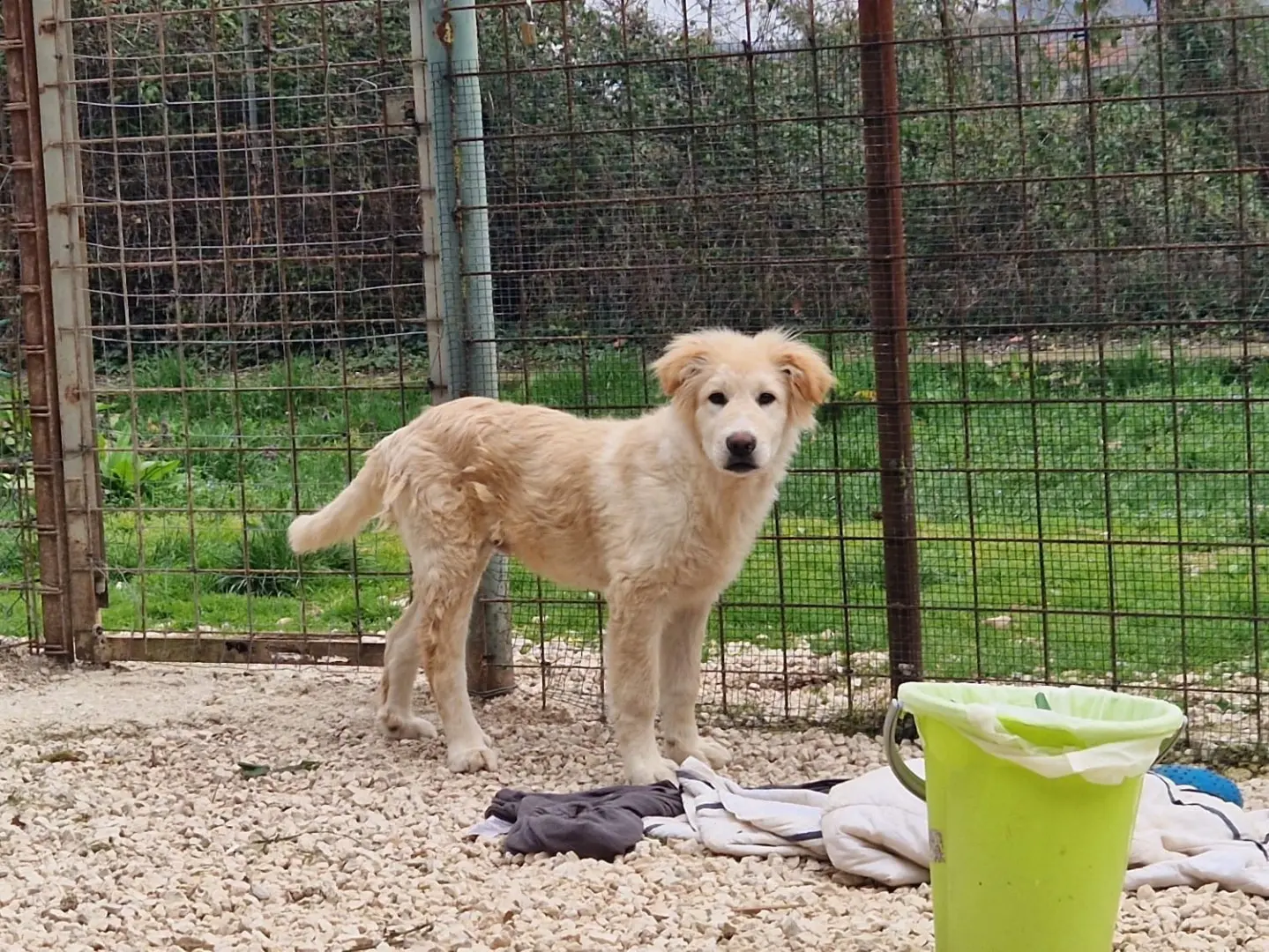 Adotta un cane, taglia grande, maschio, Frosinone