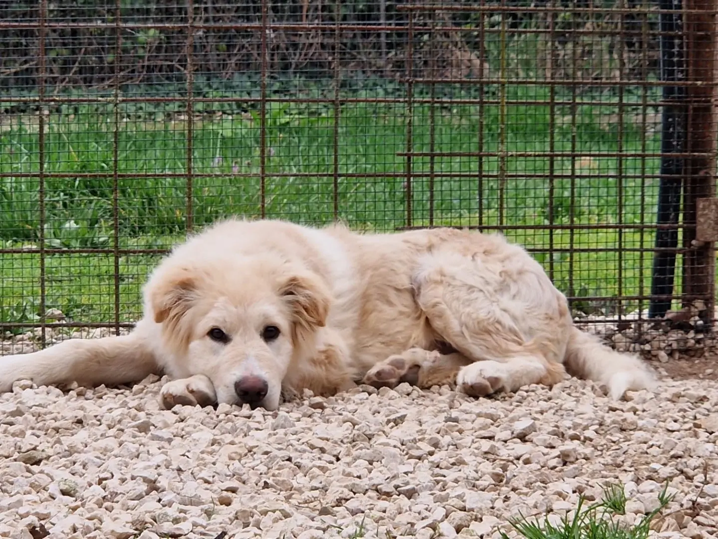 Adotta un cane, maschio, 1 anno e 2 mesi, Frosinone