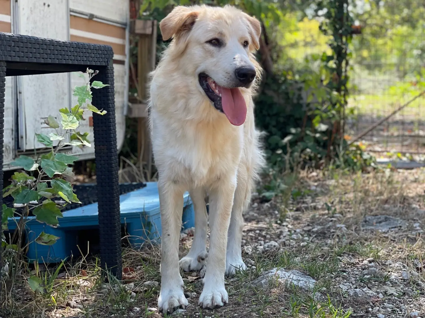 Adozione cane, maschio, Pastore maremmano Razza sconosciuta, 1 anno e 2 mesi, taglia grande, Frosinone
