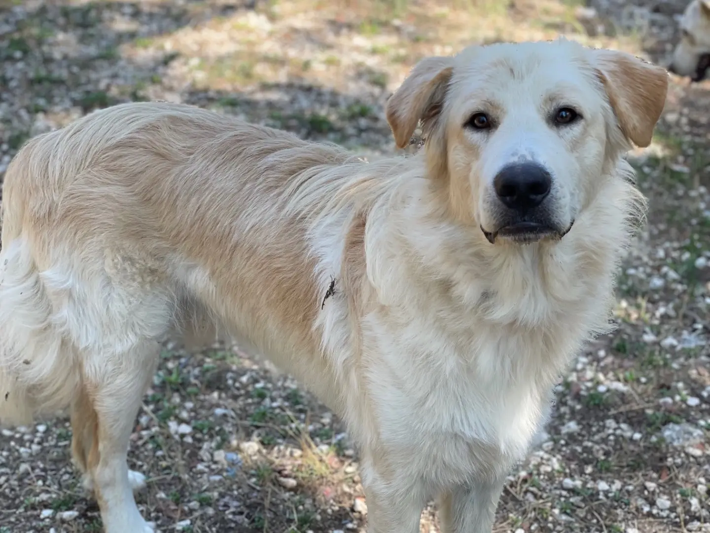 Adotta il cane Ciro a Frosinone
