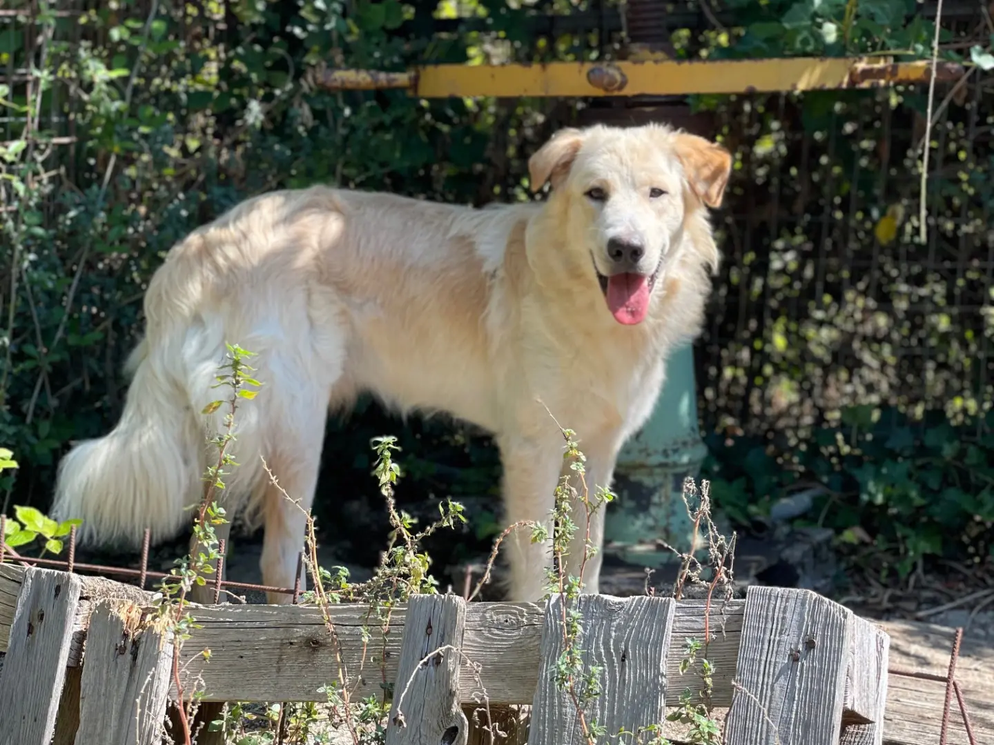 Vuoi adottare un cane a Frosinone?