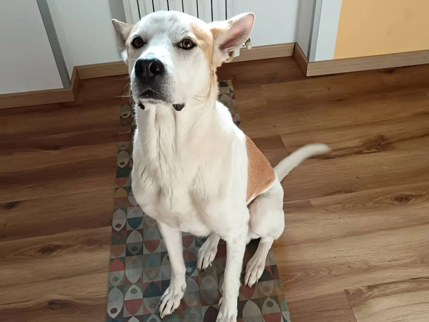 Adotta un cane, taglia media, femmina, Milano