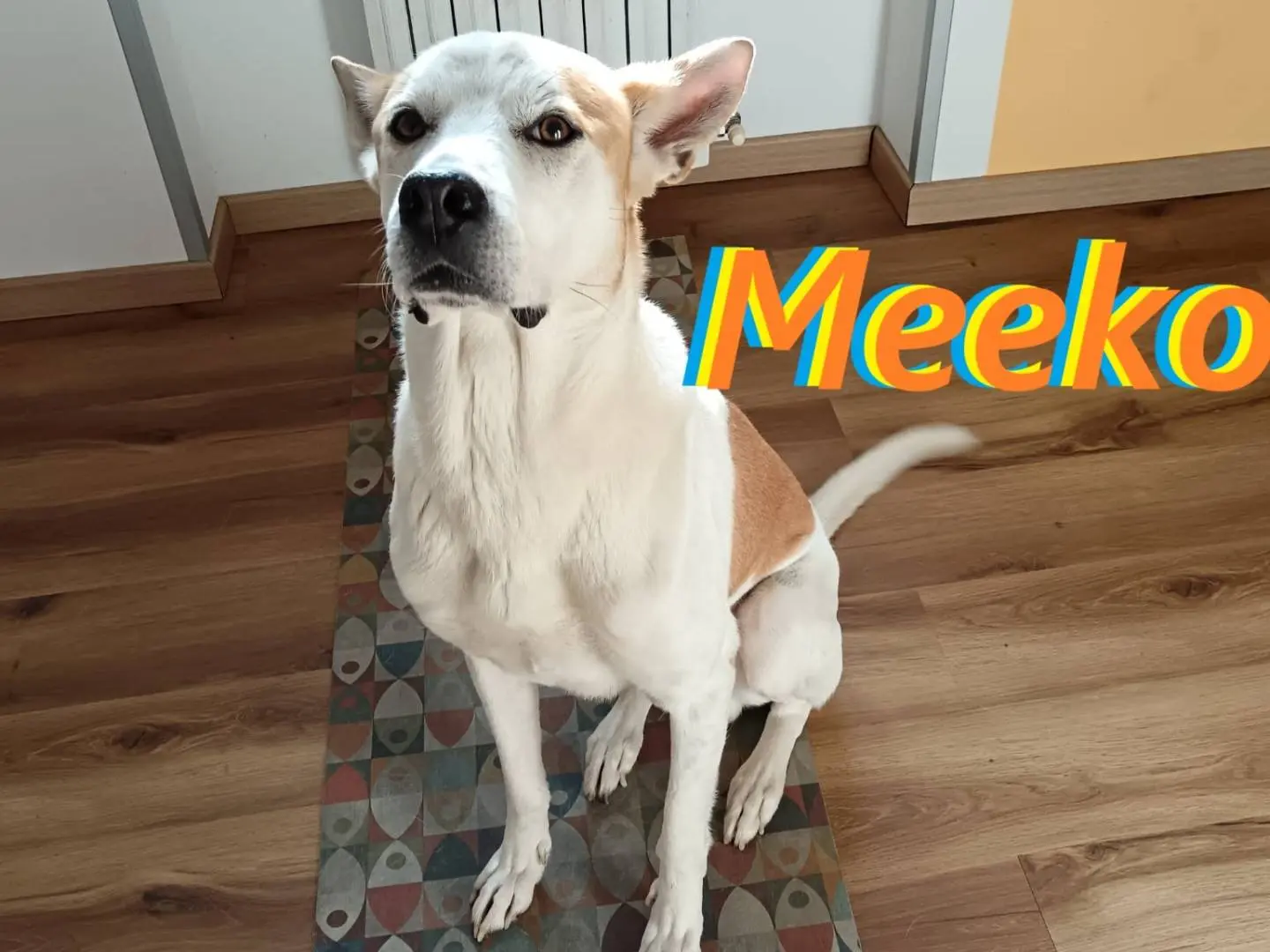 Adozione cane, femmina, Razza sconosciuta Razza sconosciuta, 6 anni e 9 mesi, taglia media, Milano