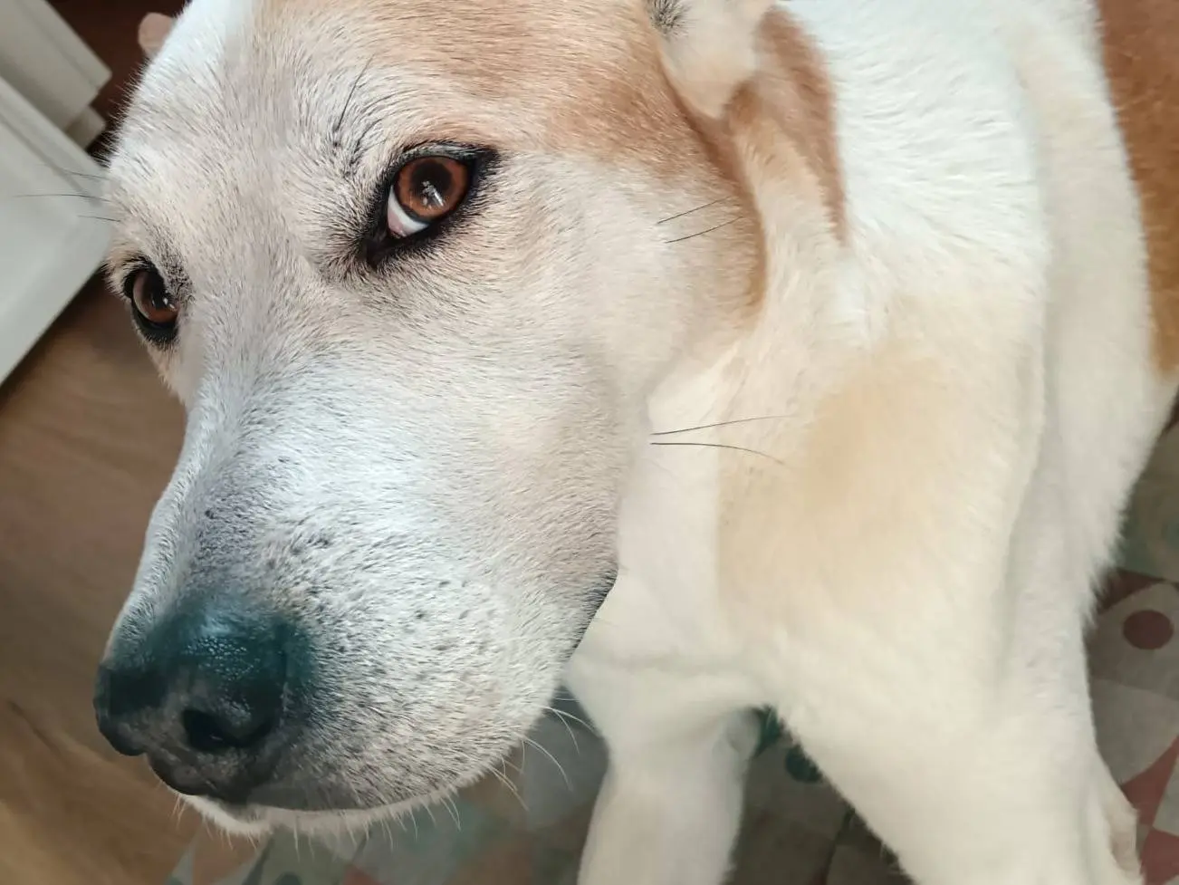 Adotta un cane, femmina, 6 anni e 9 mesi, Milano