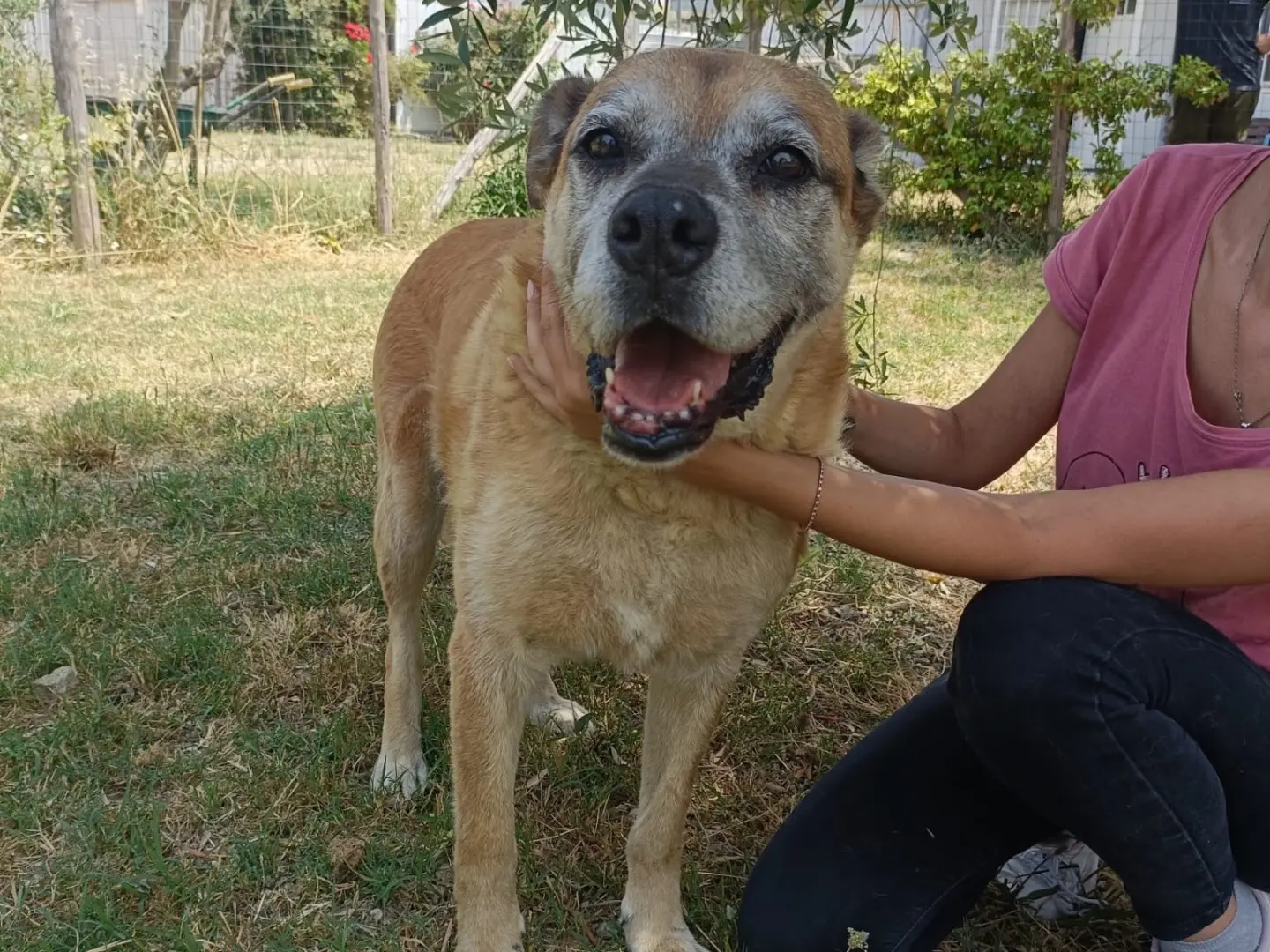 Adotta un cane, taglia gigante, maschio, Salerno