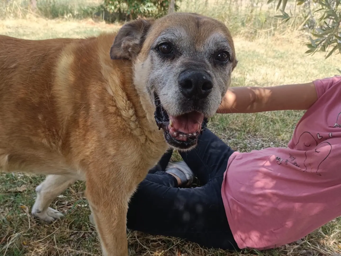 Adozione cane, maschio, Razza sconosciuta Razza sconosciuta, 9 anni e 8 mesi, taglia gigante, Salerno