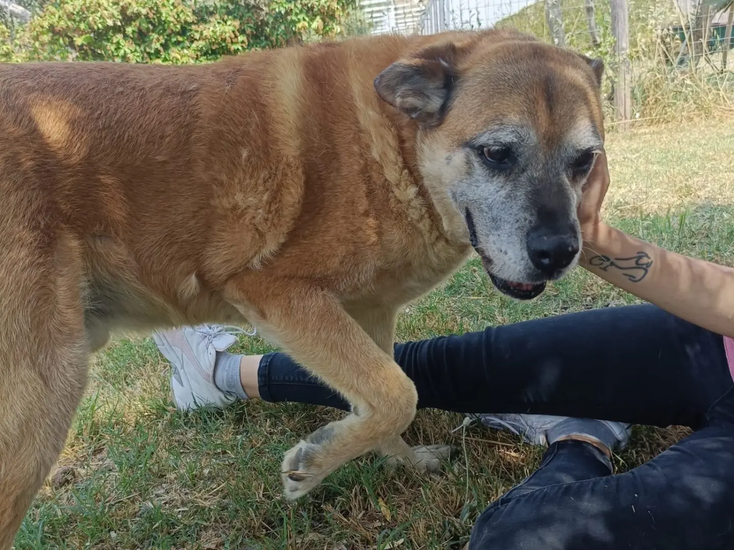 Adotta un cane, maschio, 9 anni e 8 mesi, Salerno