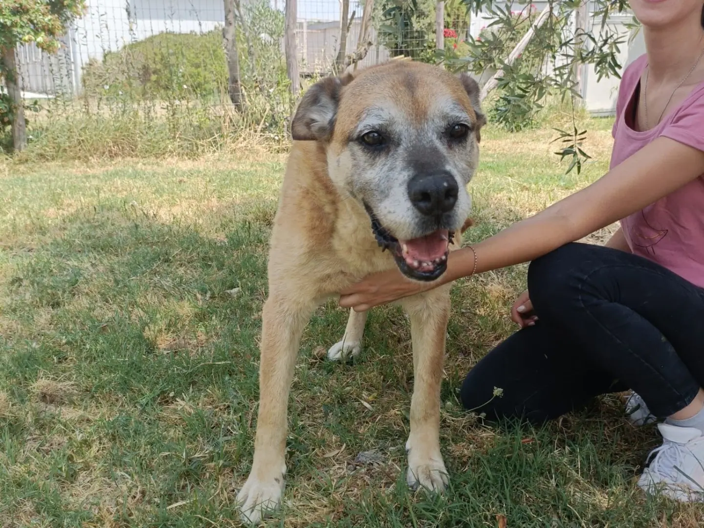 Vuoi adottare un cane a Salerno?