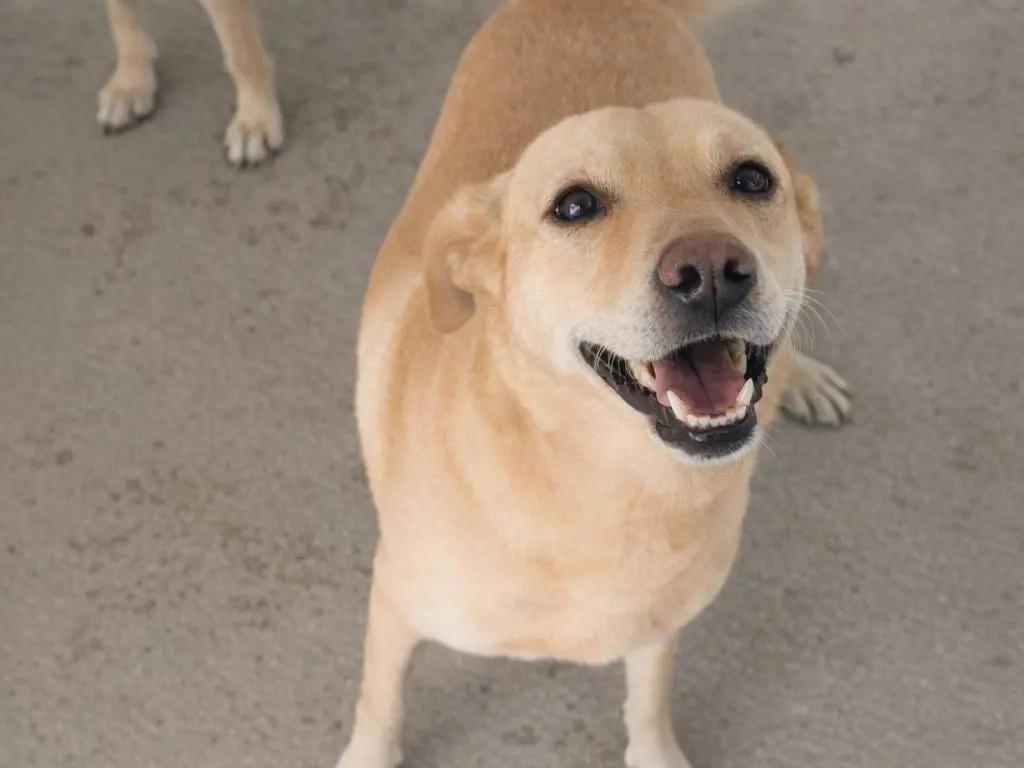 Adotta un cane, maschio, 8 anni e 10 mesi, Avellino