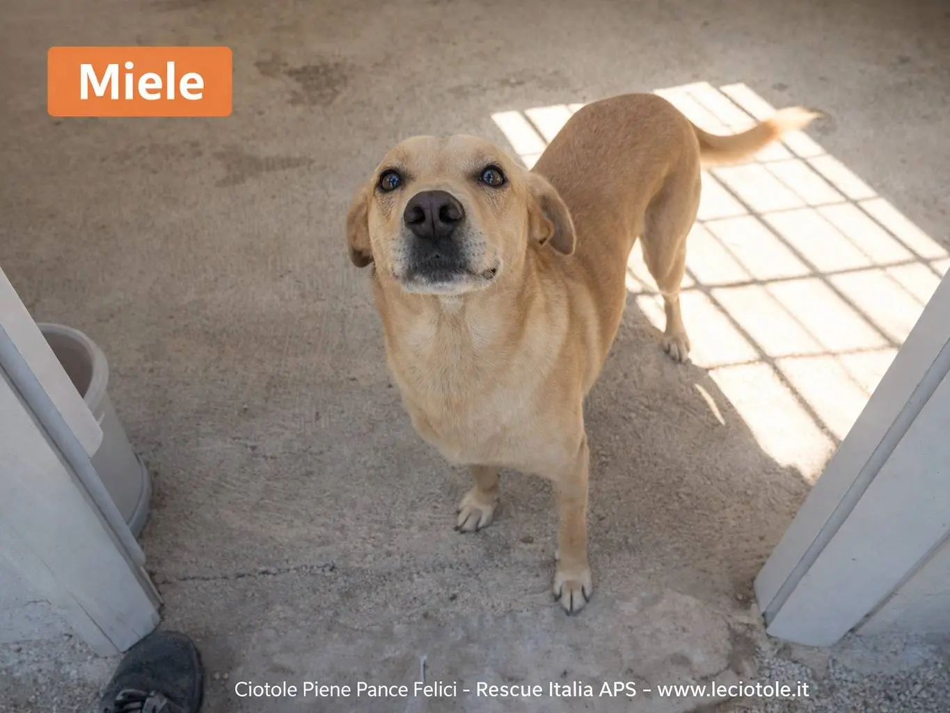 Adozione cane, maschio, Razza sconosciuta Razza sconosciuta, 8 anni e 10 mesi, taglia grande, Avellino