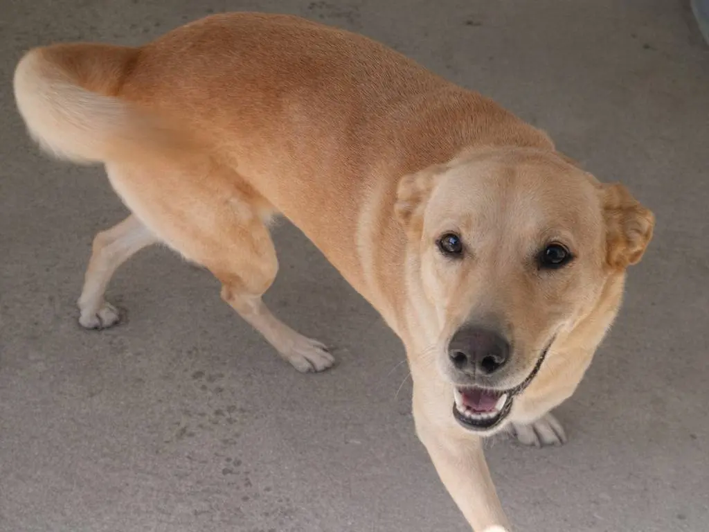 Adotta un cane, taglia grande, maschio, Avellino