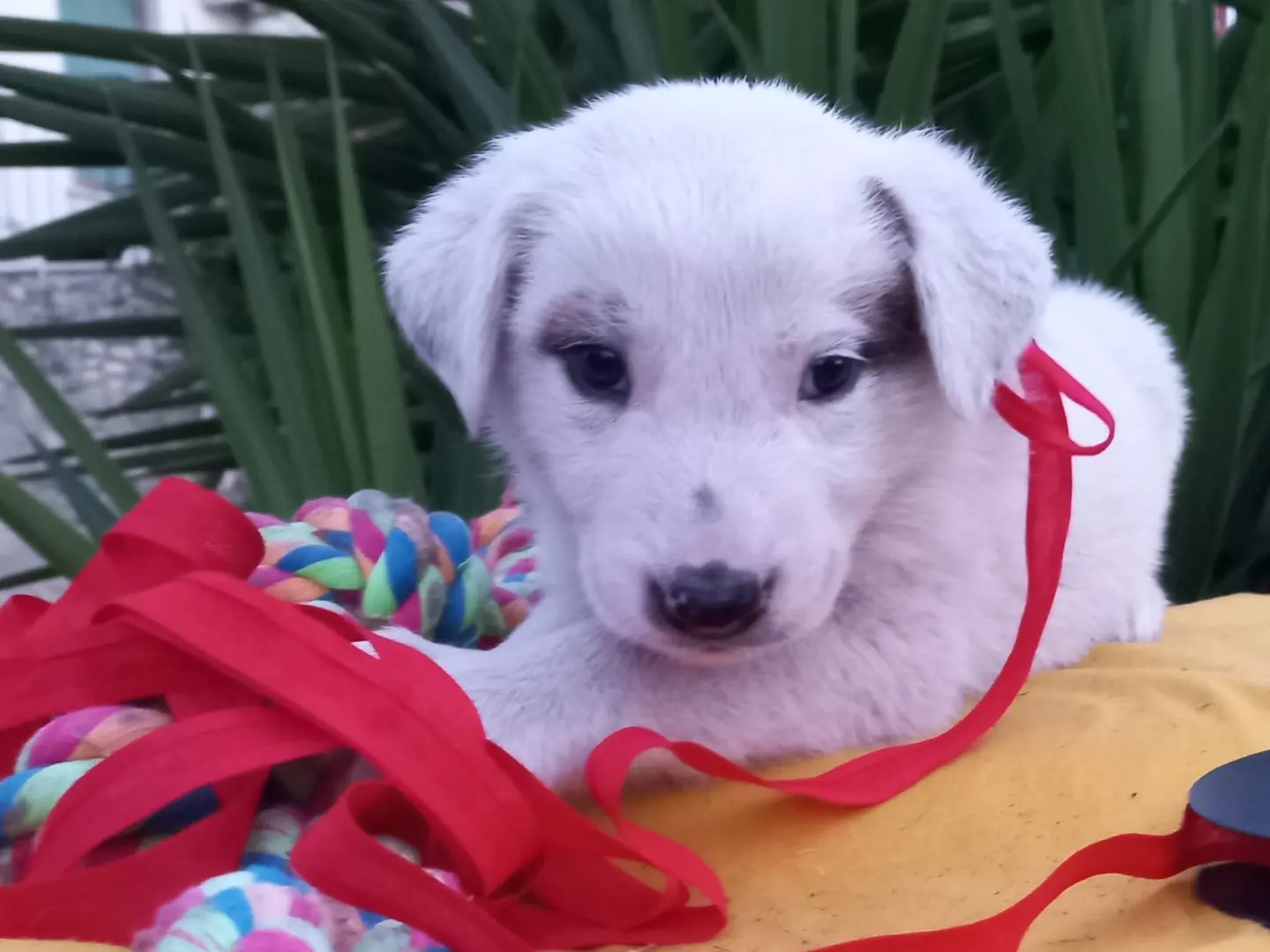 Adozione cane, maschio, Razza sconosciuta Razza sconosciuta, 3 mesi, taglia media, Avellino