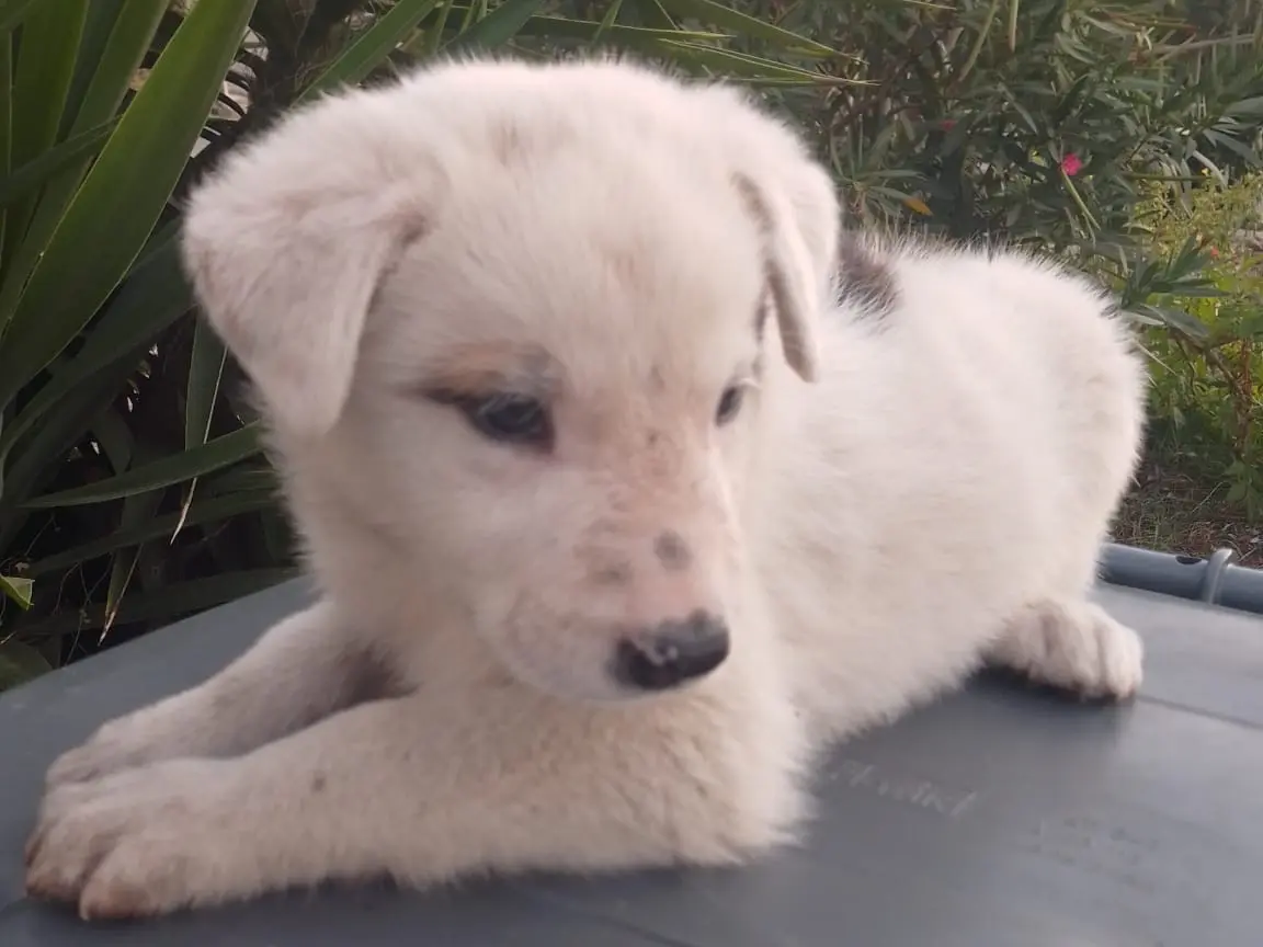 Adotta il cane Giodi a Avellino