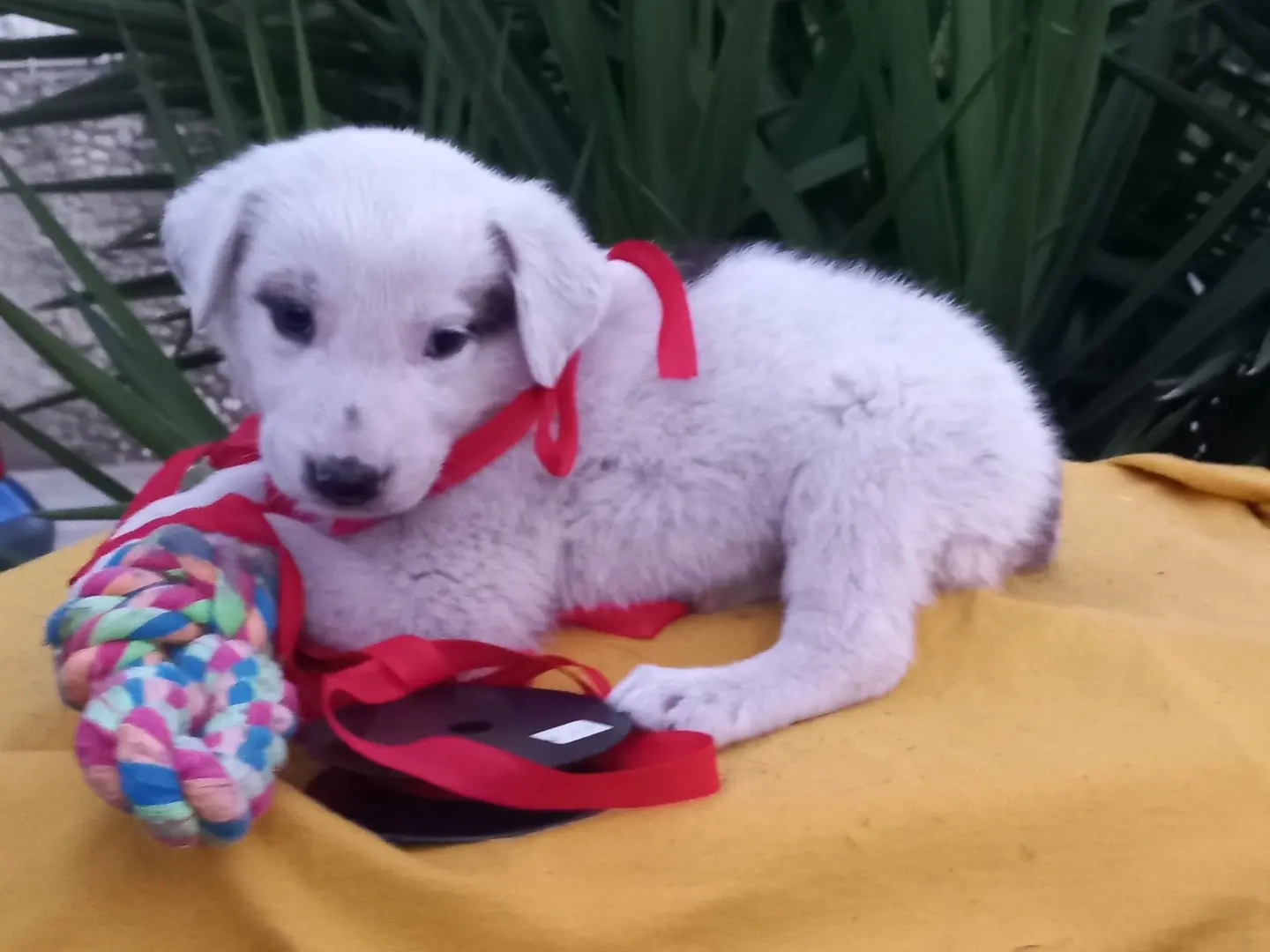 Adotta un cane, maschio, 3 mesi, Avellino