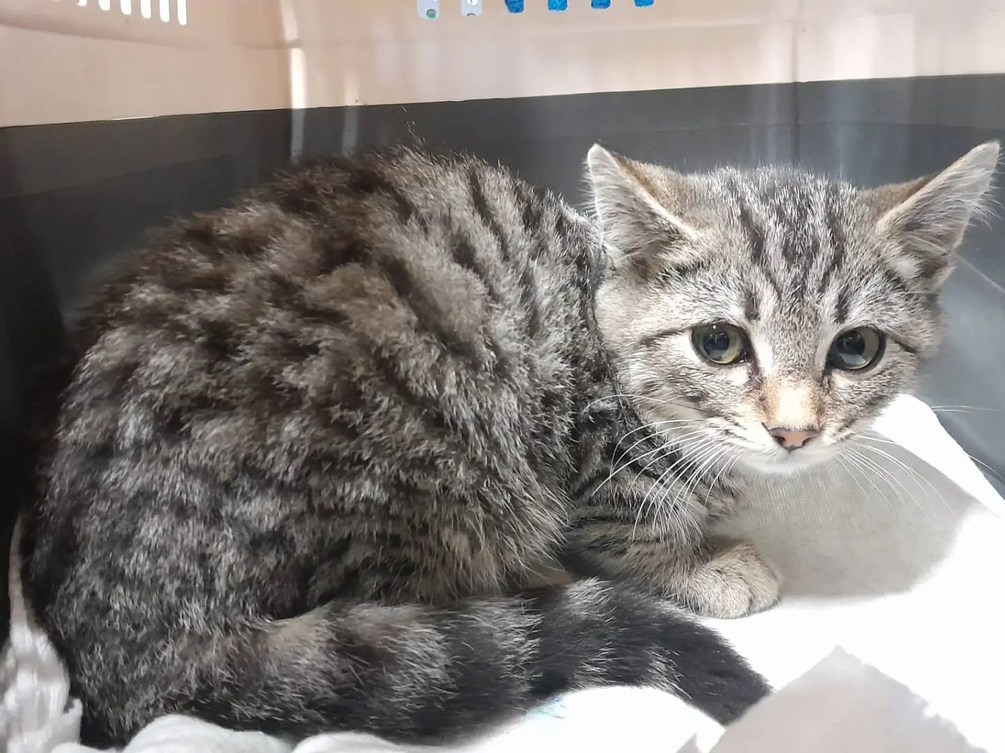Adozione gatto, maschio, Razza sconosciuta Razza sconosciuta, 2 mesi, taglia non valida, Ravenna