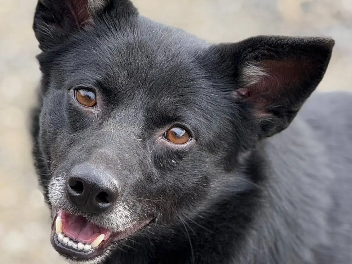 Adotta un cane, taglia media contenuta, femmina, Firenze