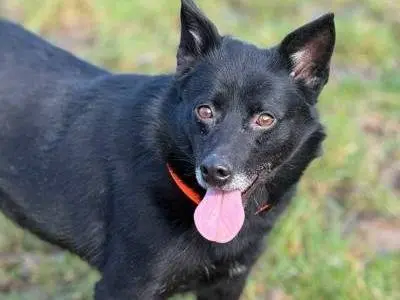 Adotta un cane, femmina, 5 anni, Firenze