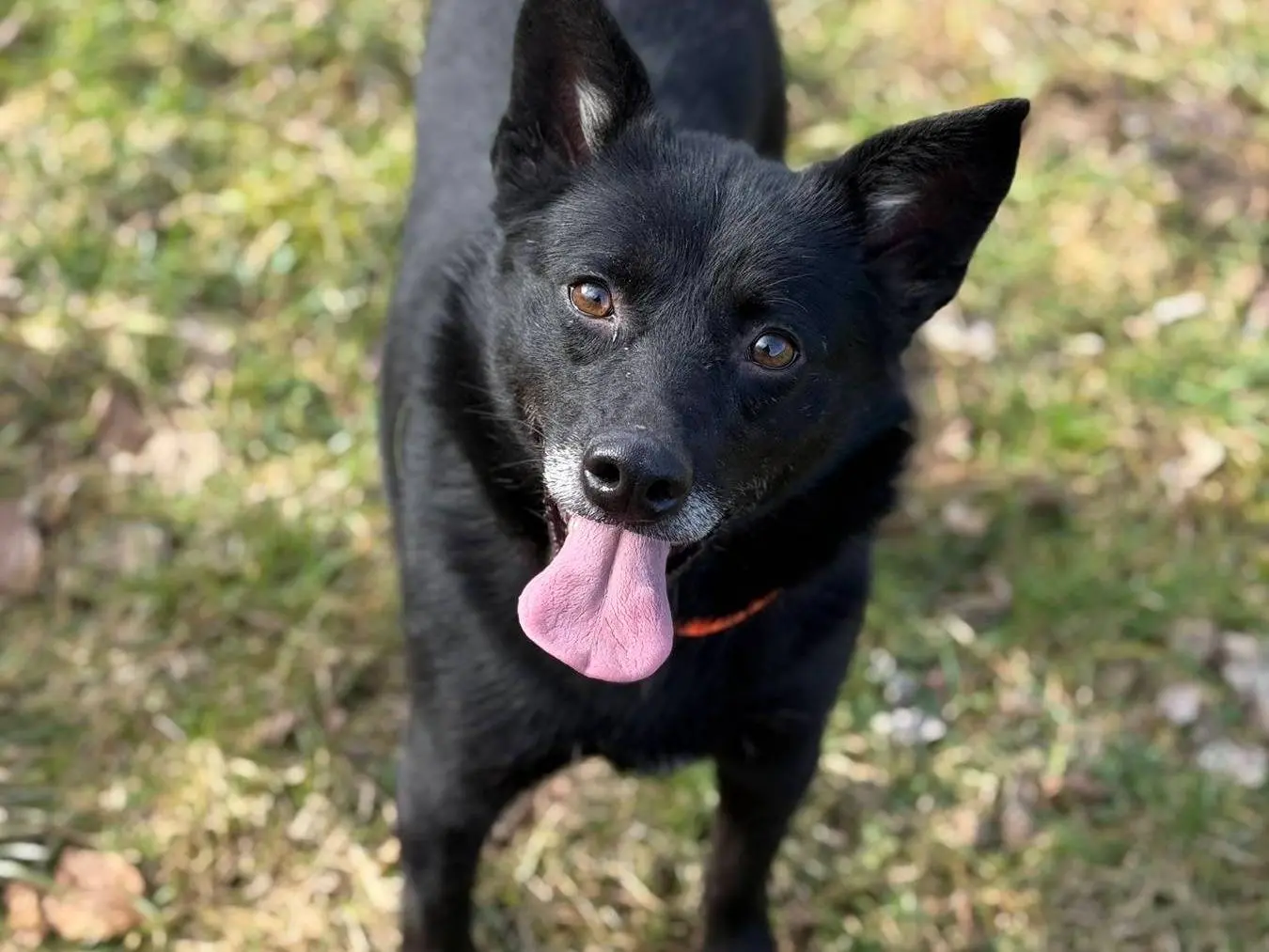 Adozione cane, femmina, Razza sconosciuta Razza sconosciuta, 5 anni, taglia media contenuta, Firenze