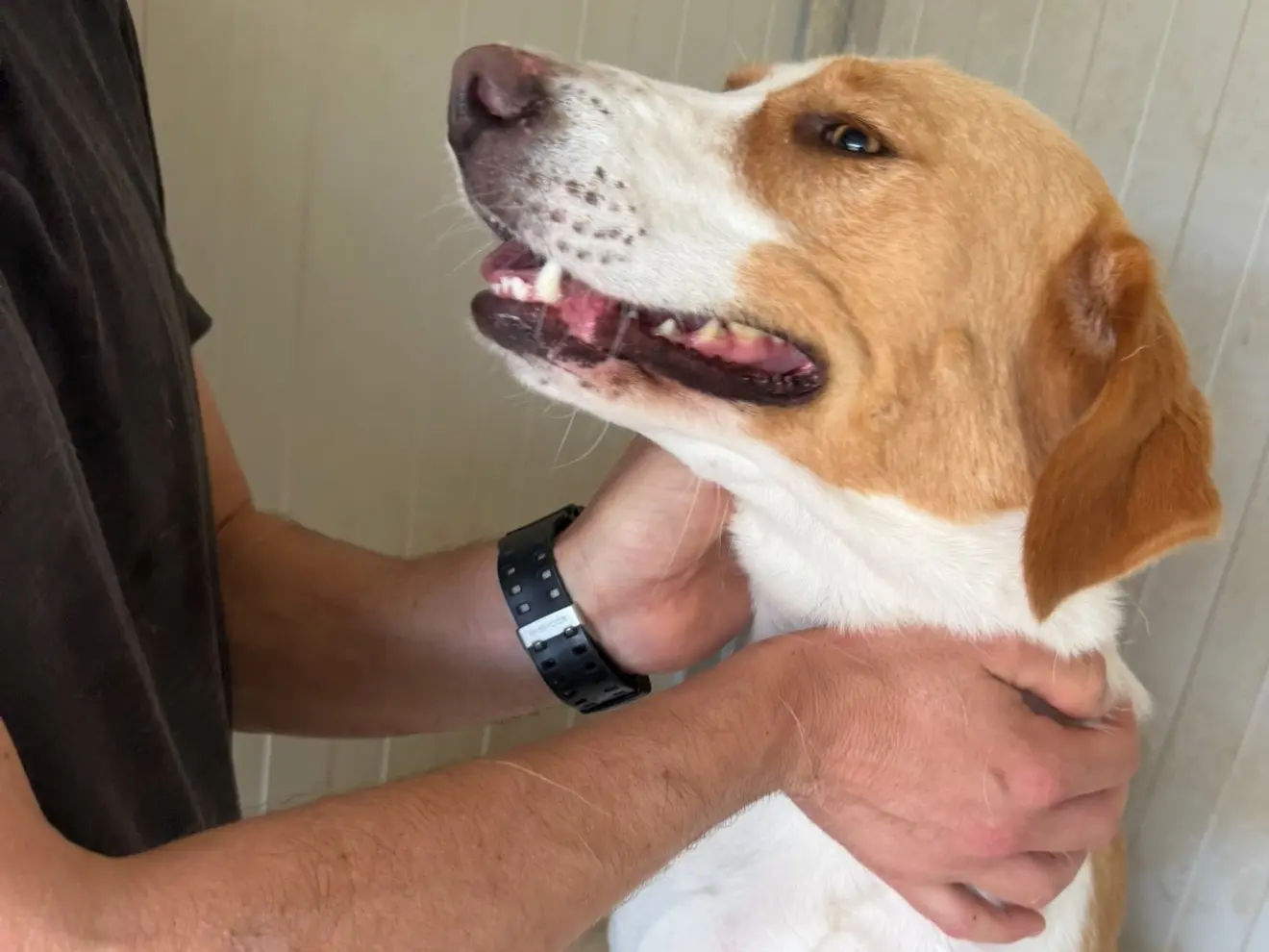 Adotta un cane, femmina, 2 anni e 11 mesi, Latina