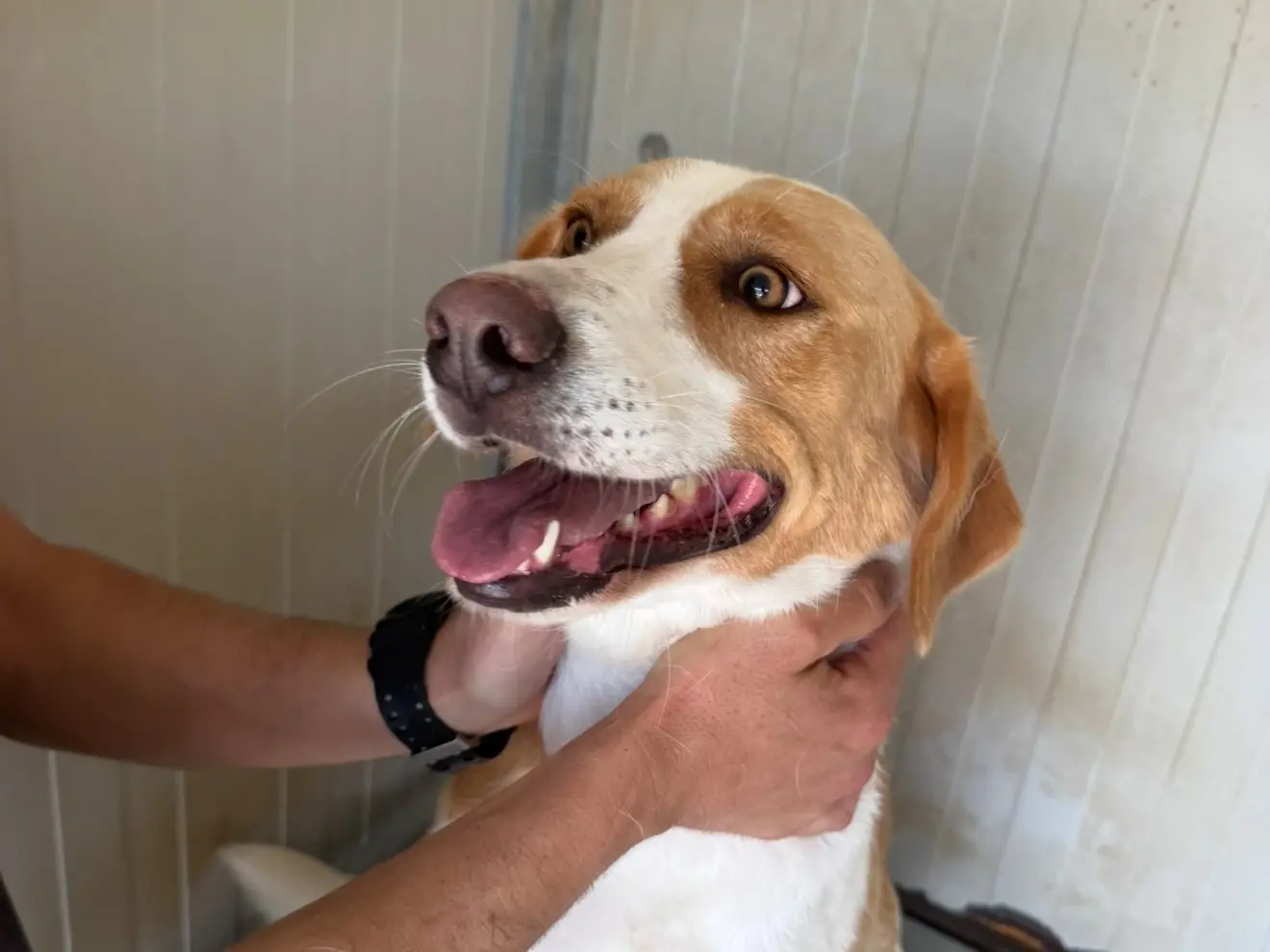 Adozione cane, femmina, Razza sconosciuta Razza sconosciuta, 2 anni e 11 mesi, taglia media contenuta, Latina