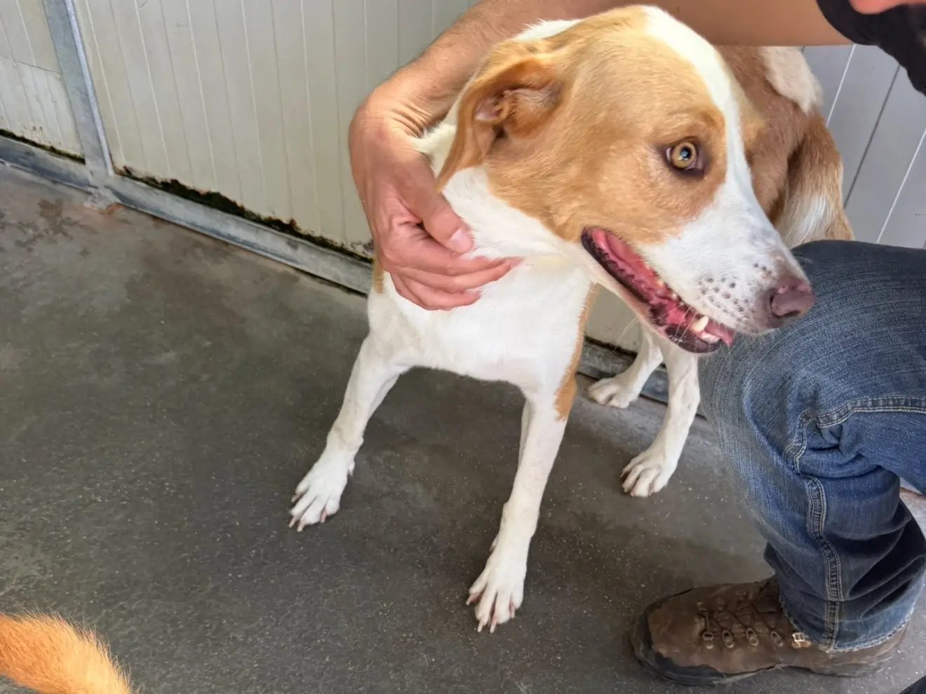 Adotta un cane, taglia media contenuta, femmina, Latina