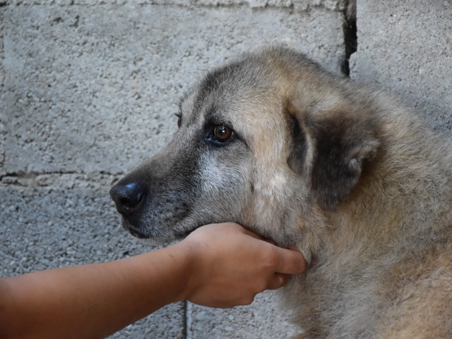 Adotta un cane, femmina, 10 anni e 7 mesi, Pescara