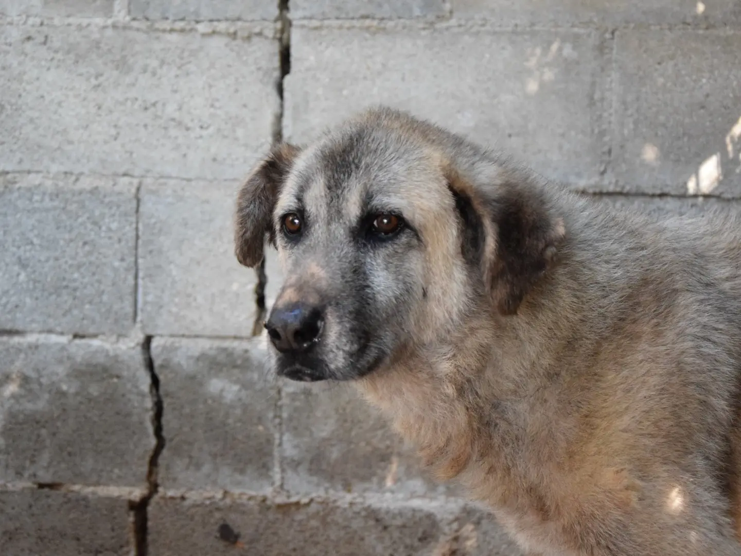 Adozione cane, femmina, Razza sconosciuta Razza sconosciuta, 10 anni e 7 mesi, taglia grande, Pescara