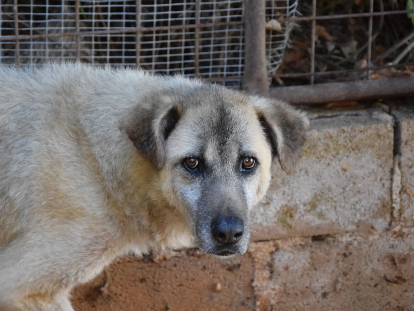 Adotta un cane, taglia grande, femmina, Pescara