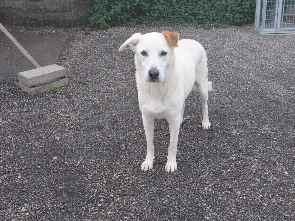 Adotta un cane, maschio, 3 anni, Avellino
