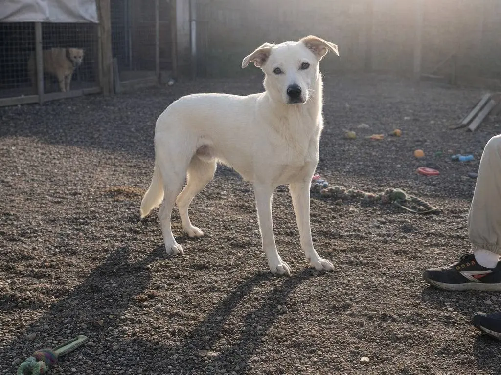 Adotta un cane, taglia grande, maschio, Avellino