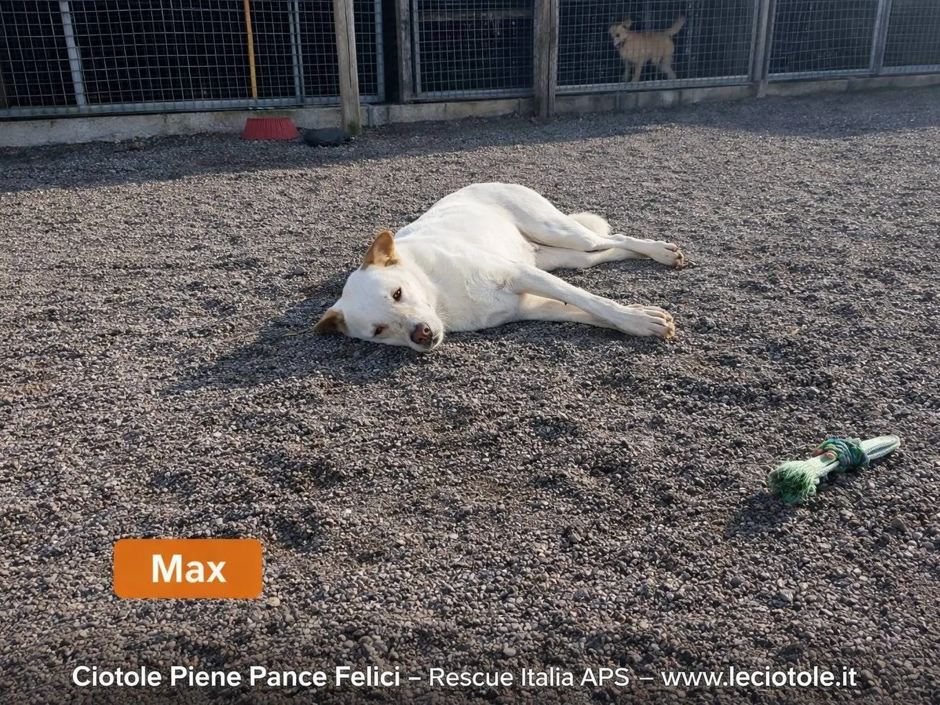 Adozione cane, maschio, Razza sconosciuta Razza sconosciuta, 3 anni, taglia grande, Avellino