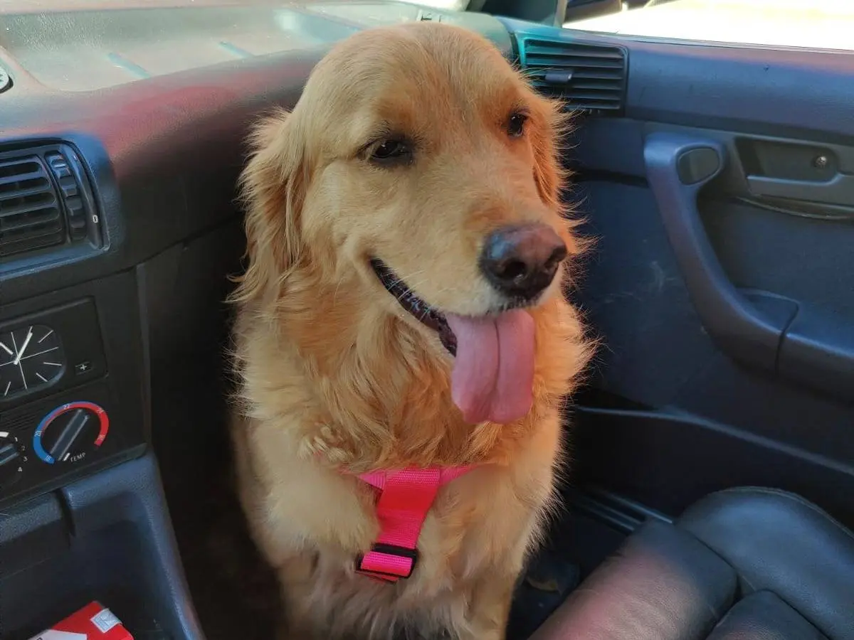 Adotta un cane, femmina, 4 anni e 6 mesi, Milano