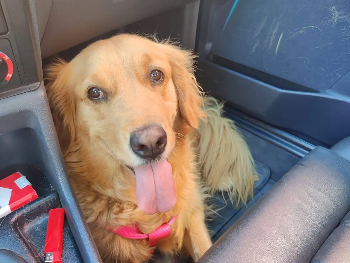 Vuoi adottare un cane a Milano?