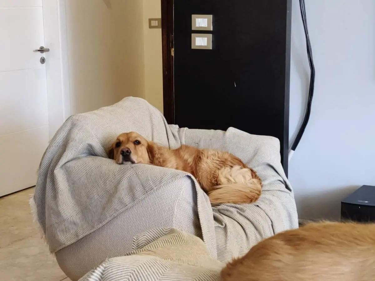 Adotta il cane Stella a Milano