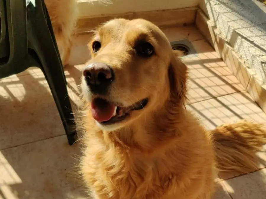 Adozione cane, femmina, Golden Retriever Razza sconosciuta, 4 anni e 6 mesi, taglia media, Milano